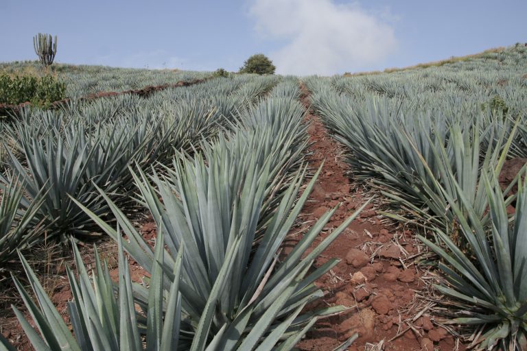 Tequila
