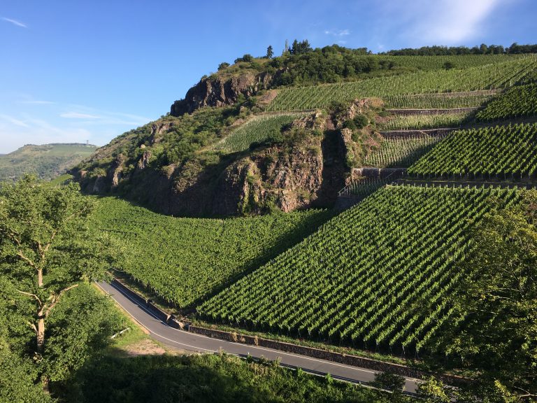 Kæmpetest: Tysk pinot noir
