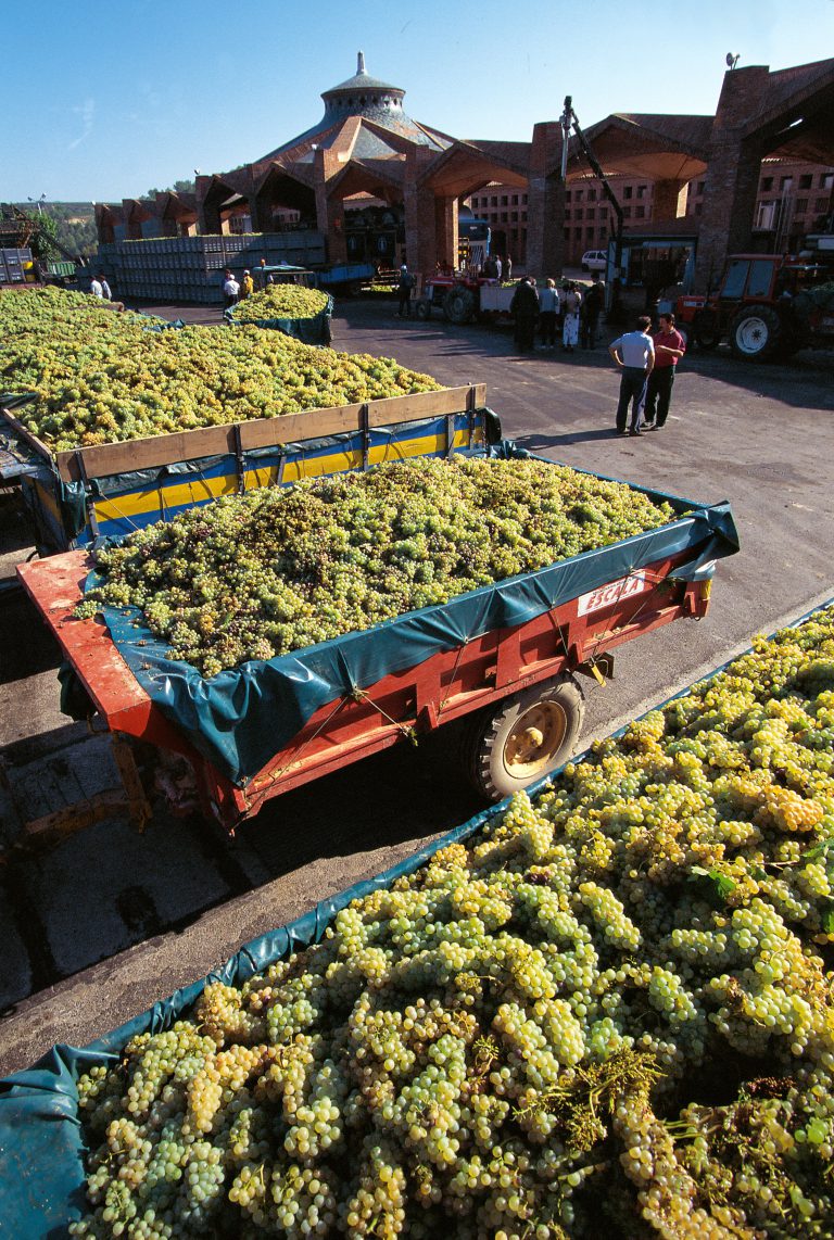 Mindre høst i Italien og Spanien