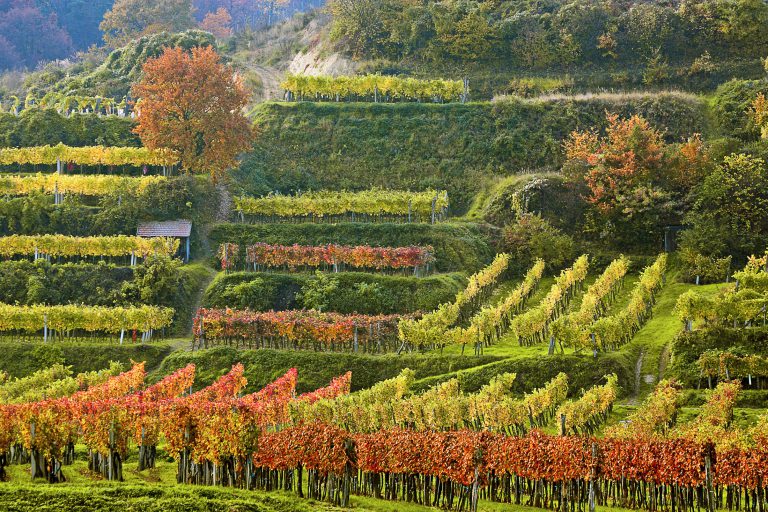 Østrigske Erste Lagen 2017