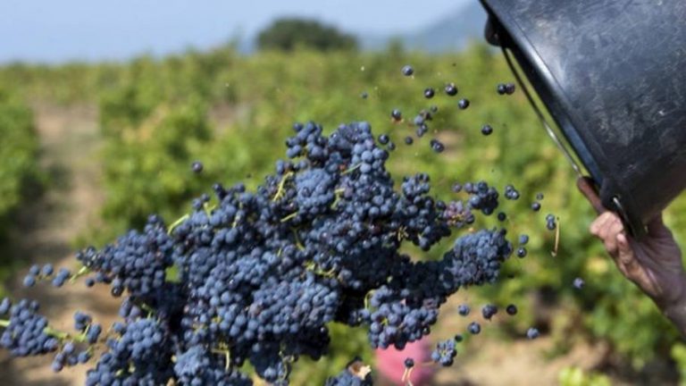 Historisk tidlig årgang i Bourgogne