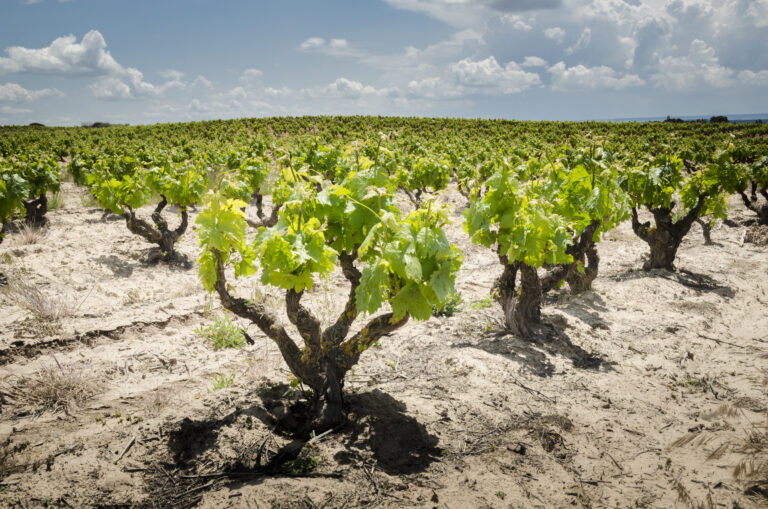 Eksperimentet – vine fra Ribera del Duero