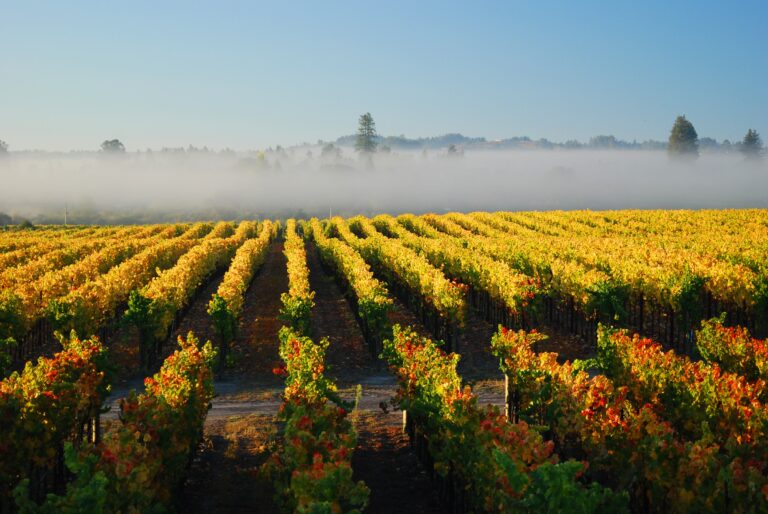 Sådan bliver Bordeaux 2020 årgangen – højre bred