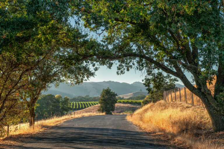 Sonoma’s solrige safter