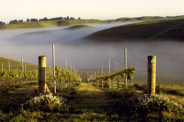 Lille årgang fra New Zealand