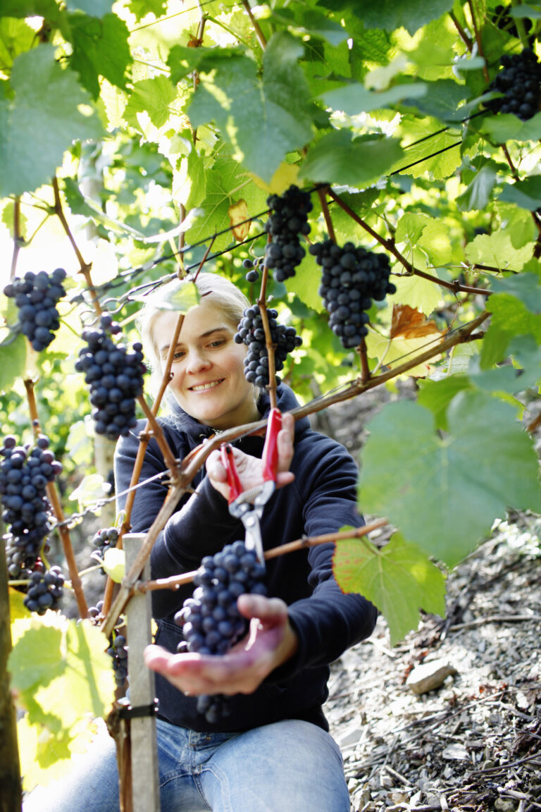 Sådan bliver tysk spätburgunder 2021