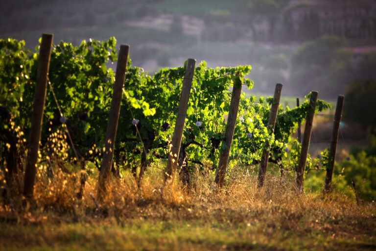 Kongen af sangiovese