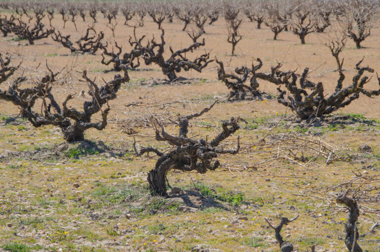 Toro — essensen af gamle vinstokke