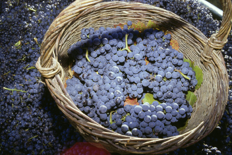 Sådan bliver tysk pinot noir 2018