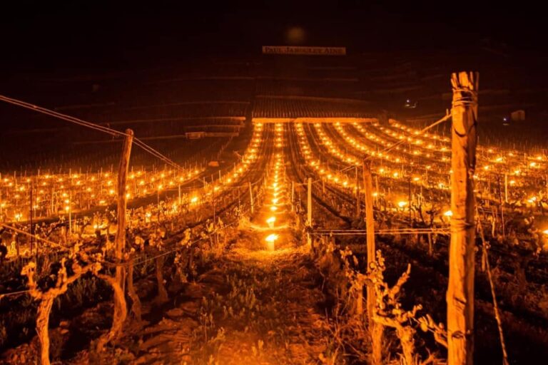 Store frost problemer i europæiske vinmarker