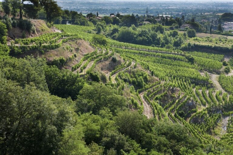 De sorte vine – besøg i Cornas