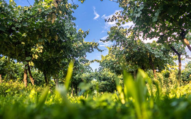 De ukendte hvidvine fra Gardasøen