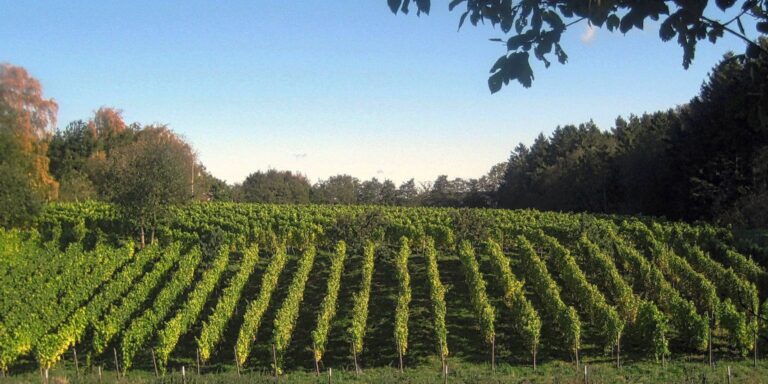 Danmarks bedste vine