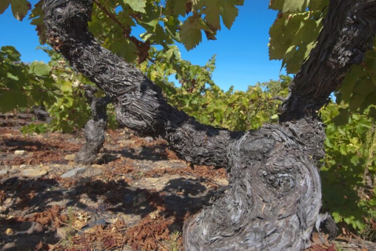 De sorte, elegante bjergvine