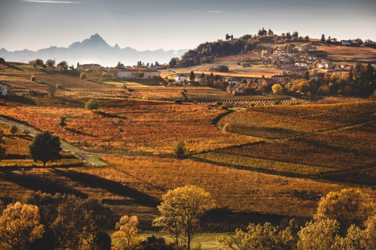 Fokus på Nizza DOCG