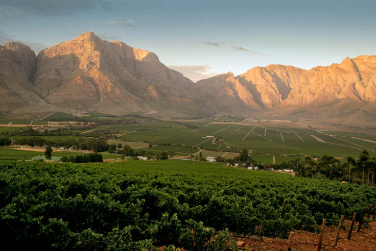 Afrikas juvel – på besøg i Stellenbosch