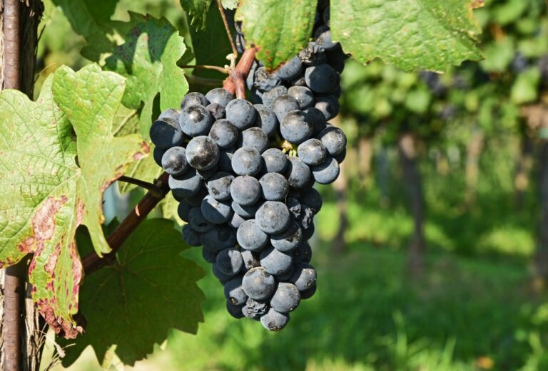 Kæmpetest: Zweigelt fra Østrig