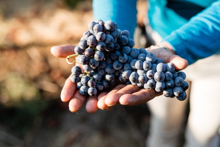 Test: Zinfandel fra Californien