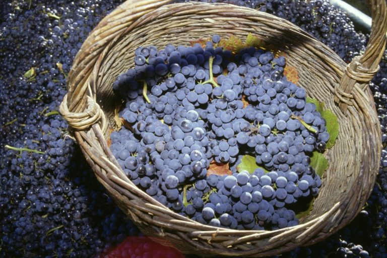 Sådan bliver tysk pinot noir 2019