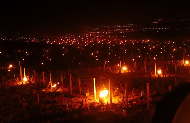 Frost rammer de tyske vinmarker