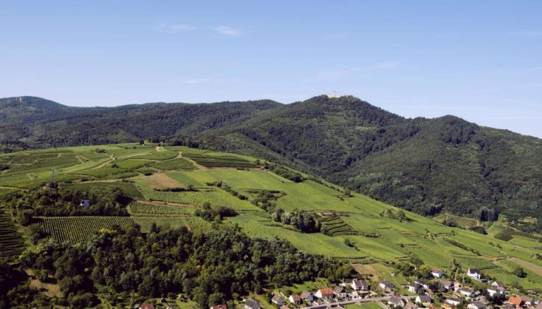 Pinot Noir kan nu få betegnelsen AOC Alsace Grand Cru