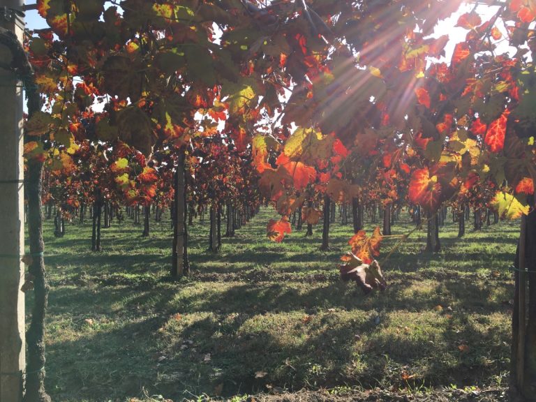 Er Lambrusco værd at beskæftige sig med?