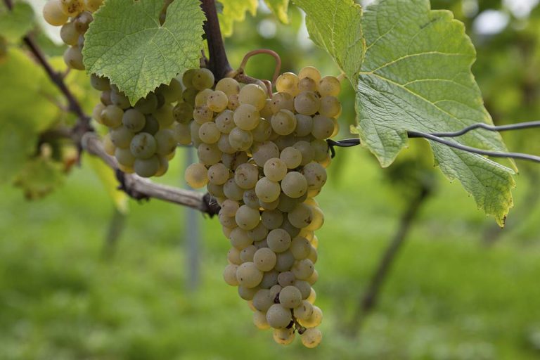 Dansk vin præmieres d.17 sept. i Køge