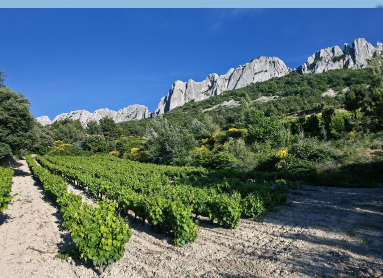 Tidlig høst i vinmarkerne i Rhônedalen