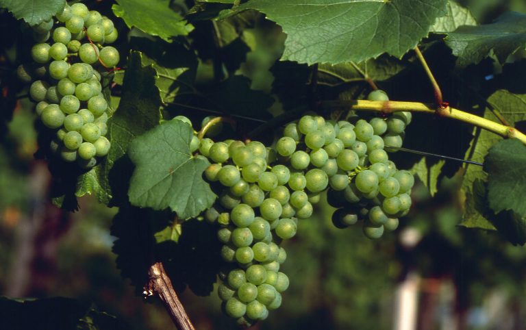 Kæmpetest: Grüner Veltliner