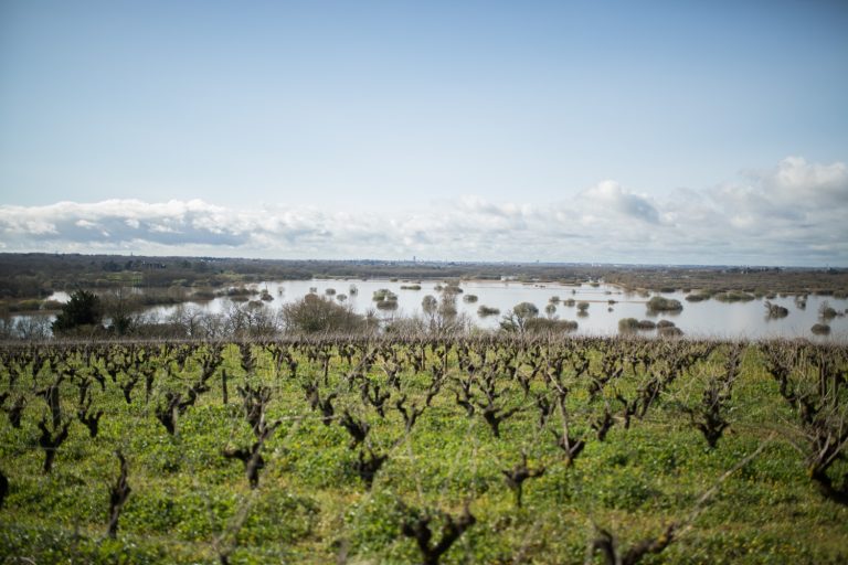 Muscadet de Sèvre et Maine— historien om den grimme ælling
