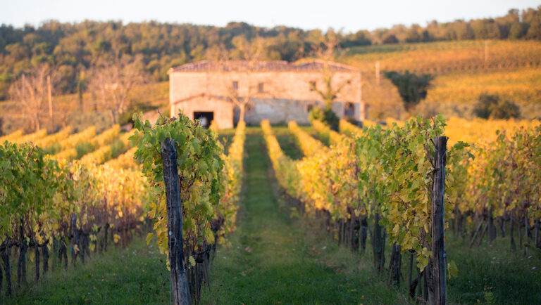 Det gæstfrie spot  — besøg hos Fèlsina