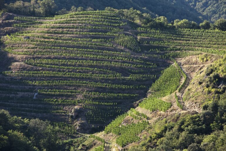 Stor rapport — sådan bliver de nye årgange fra det nordlige Rhône