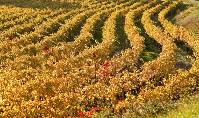 Stor rapport — sådan bliver de nye årgange fra det sydlige Rhône