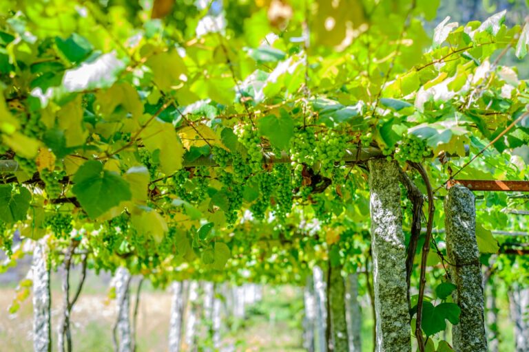 Kæmpetest: Hvidvin fra Galicien og Vinho Verde
