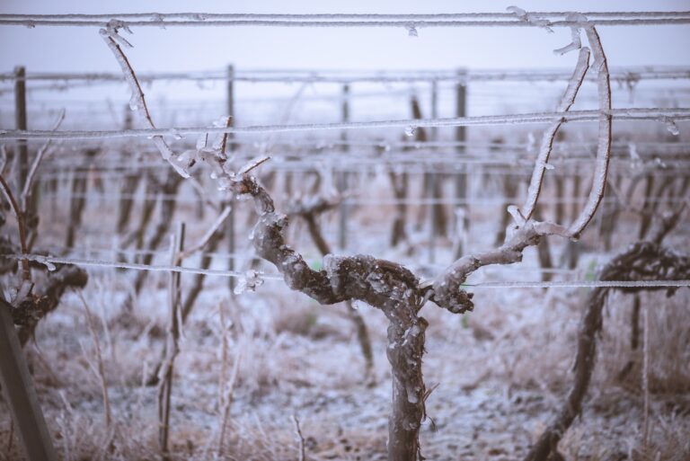 Hård frost rammer vinmarkerne i Argentina
