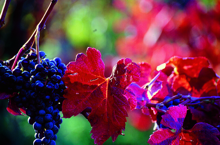 Fokus på Vino Nobile di Montepulciano 2020/2019