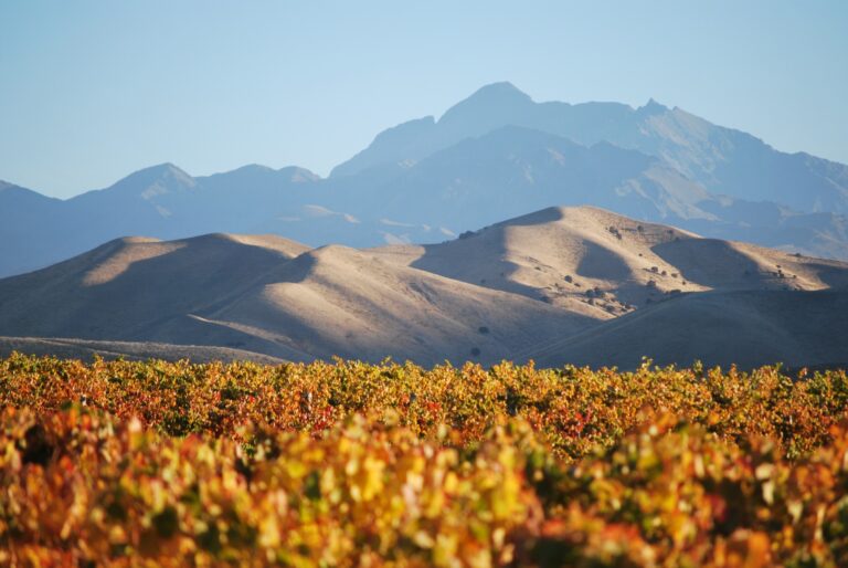 Stortest: Pinot noir fra New Zealand