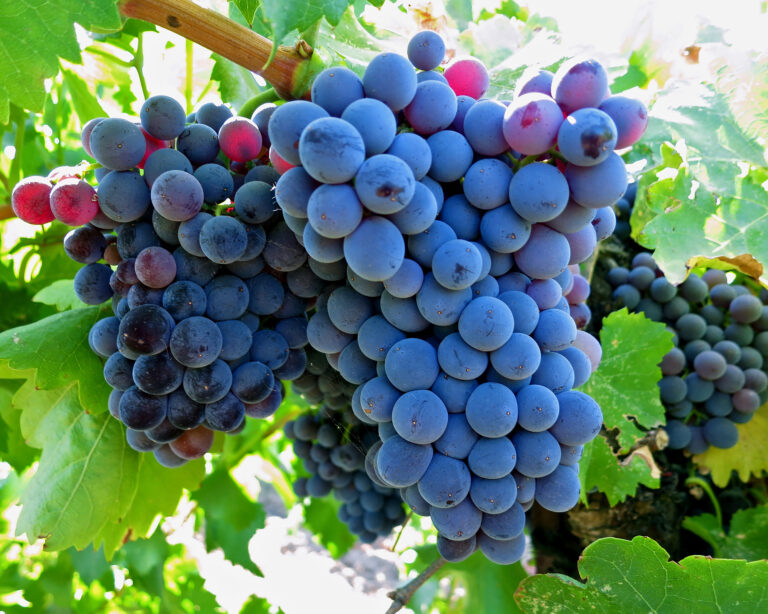 Test: Garnacha fra Spanien