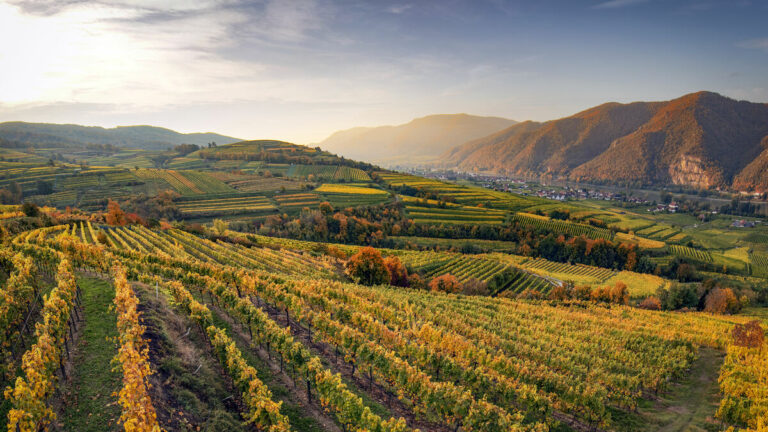 På trods af udfordrende år blev 2022 en flot årgang i Østrig