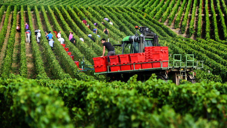 De ukendte champagnehuse