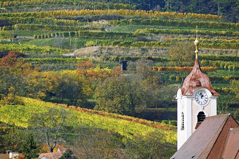 Sådan bliver 2021 Grüner Veltliner