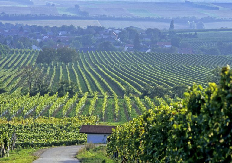 Sådan er den nyeste årgang fra Carnuntum