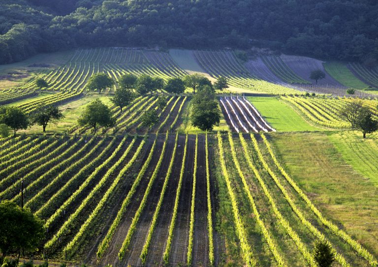 De nye årgange fra Burgenland: Leithaberg og Eisenberg