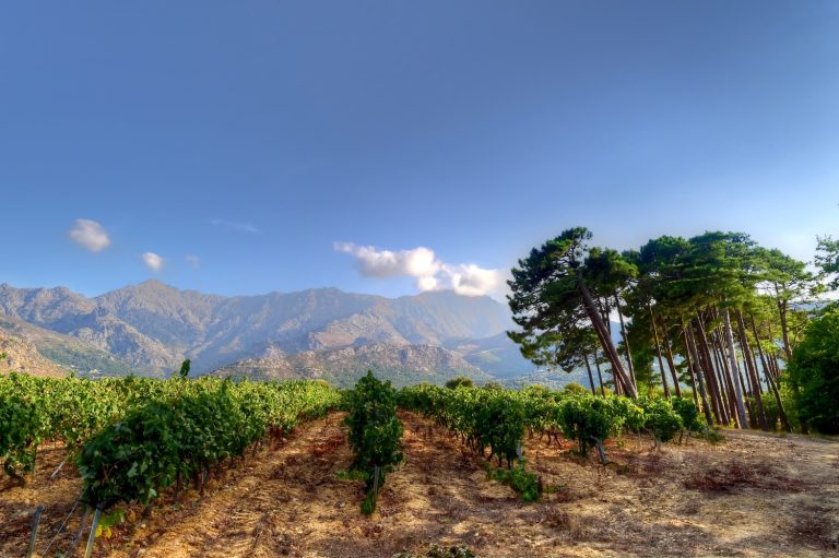 Vinene fra Napoleons vugge  – besøg på Korsika