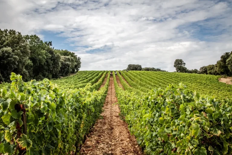 Languedocs Grés de Montpellier får sin egen appellation