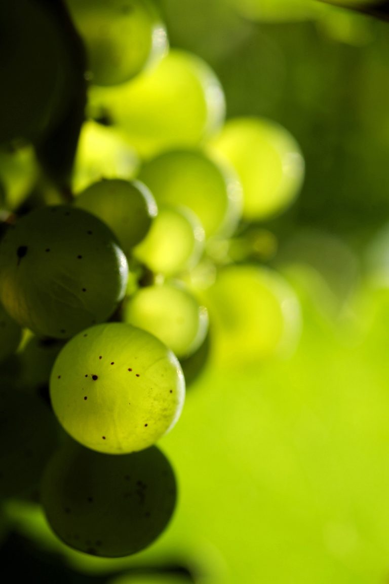 Sådan bliver de nye frigivne tyske hvidvine