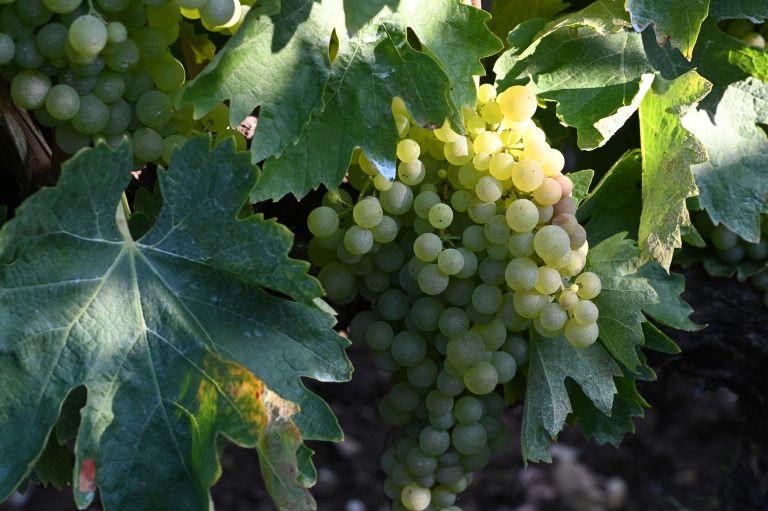 Vinproduktionen er historisk lav