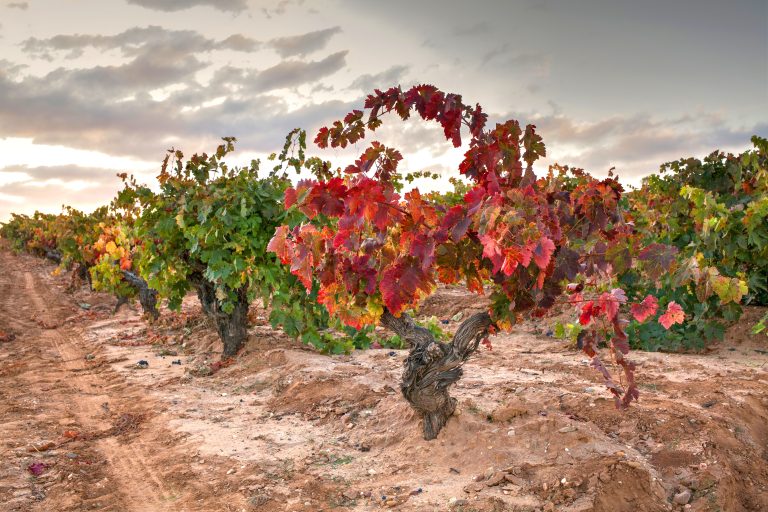 Kæmpetest: Ribera del Duero