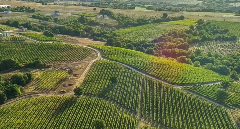 Marchesi Antinori køber Arcadia Vineyard i Napa Valley