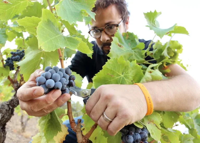 Fokus på Bodegas Frontonia